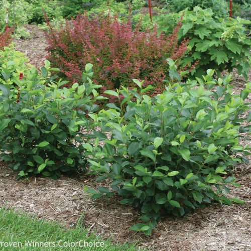 Aronia Black Chokeberry Cuttings Set of 12 Unrooted - Aronia melanocarpa - Fruit-bearing Shrub Plant Cuttings
