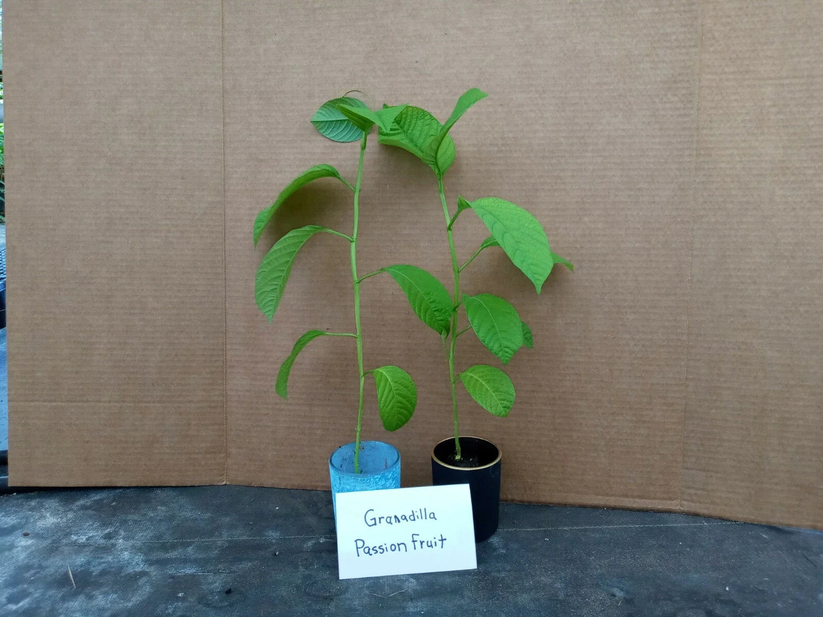 Giant Granadilla Passion Fruit Starter Plants 4-Pack Passiflora Edulis