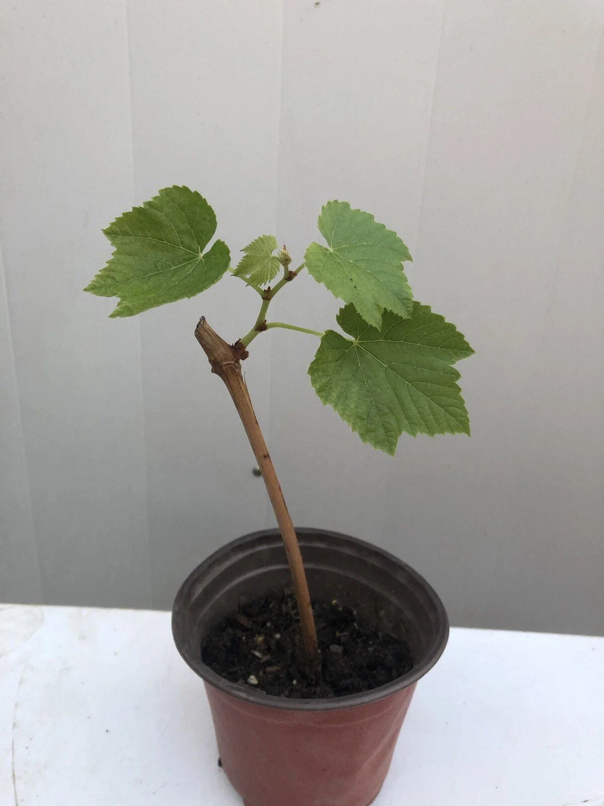 Sweet Grape Cutting Vine in Pot - Seedless Green, Ready to Plant - Vitis vinifera