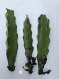 White Dragon Fruit Cuttings - 3pcs Live Plant with Roots - Hylocereus undatus - Ready to Plant, No Pot Included