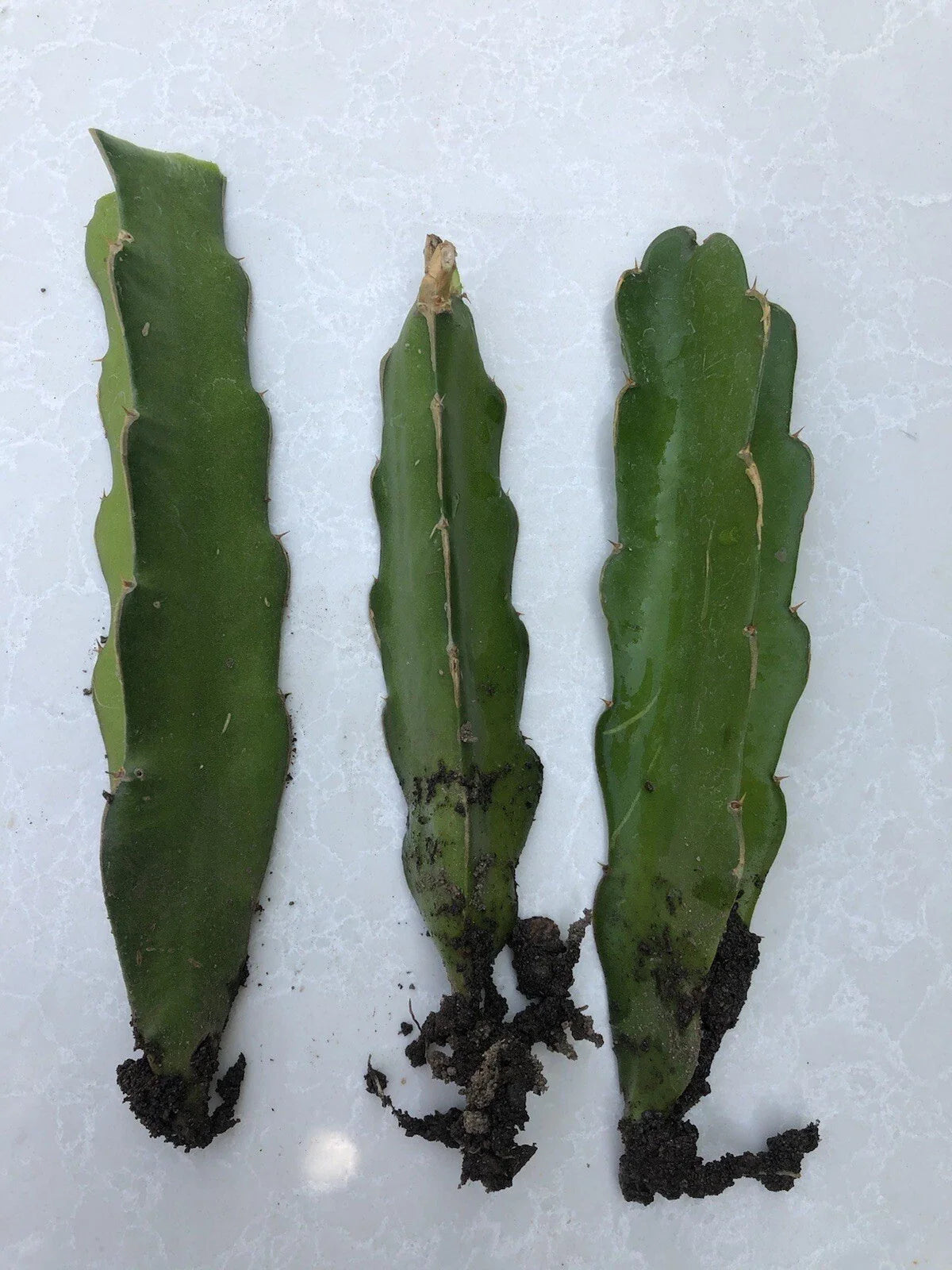 White Dragon Fruit Cuttings - 3pcs Live Plant with Roots - Hylocereus undatus - Ready to Plant, No Pot Included