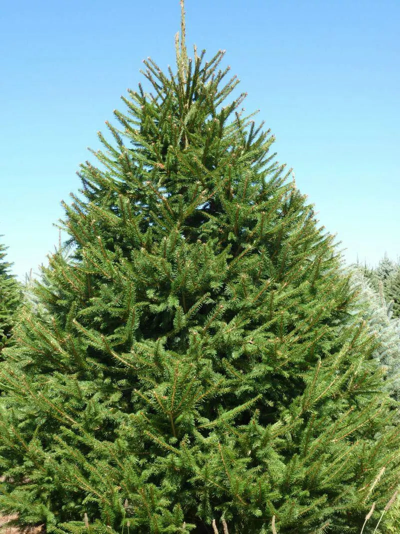 Norway Spruce Tree Live Plant 8-16 Inches - Picea abies - Hardy Evergreen Garden Tree