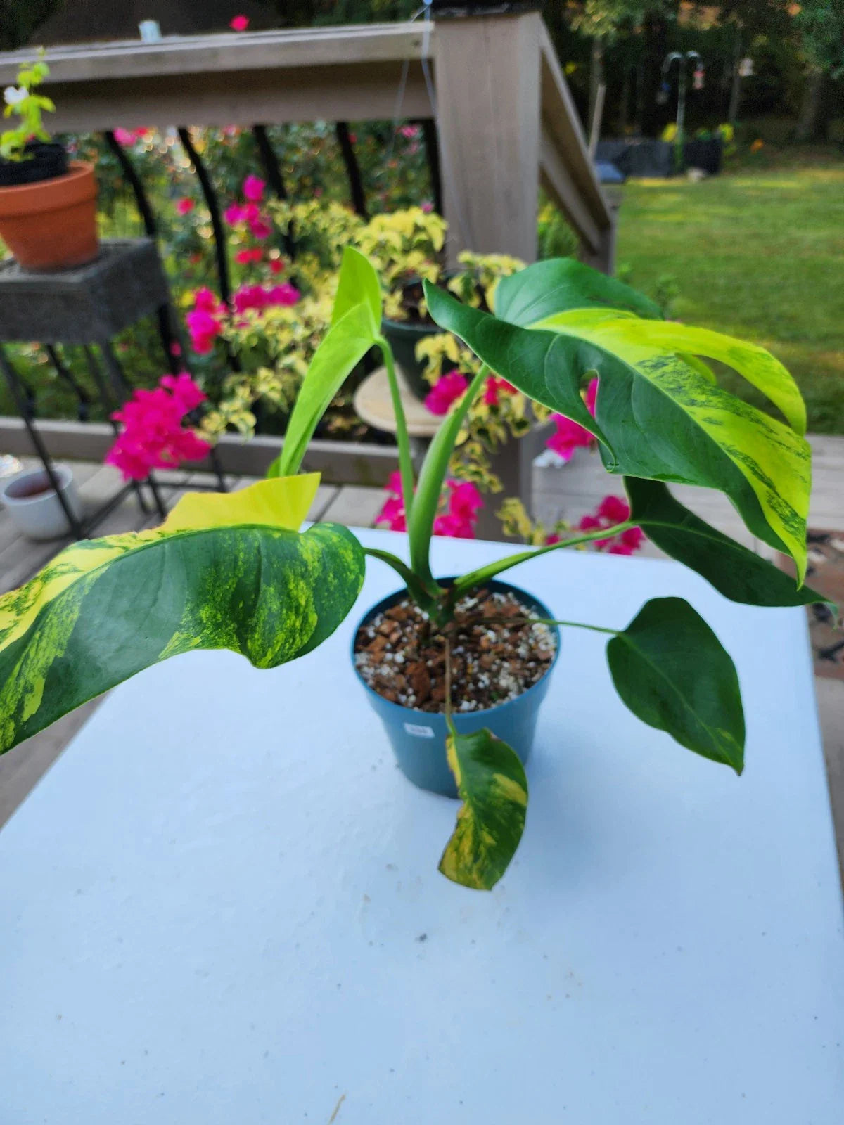 Monstera Aurea Plant in 6-Inch Pot, Well Rooted, Tropical Houseplant, Monstera Deliciosa Variegata