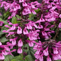 Pink Salvia Seeds - 50 Perennial Flower Seeds for Hummingbirds - Salvia splendens - US Seller