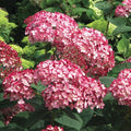 Rare Smooth Hydrangea Cuttings - 5 Rooted Ruby Plants - Native Beauty - Hydrangea arborescens