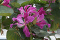 Purple Orchid Butterfly Tree Seeds, 10 Count, Bauhinia purpurea, Tropical Flowering Plant for Garden and Landscape