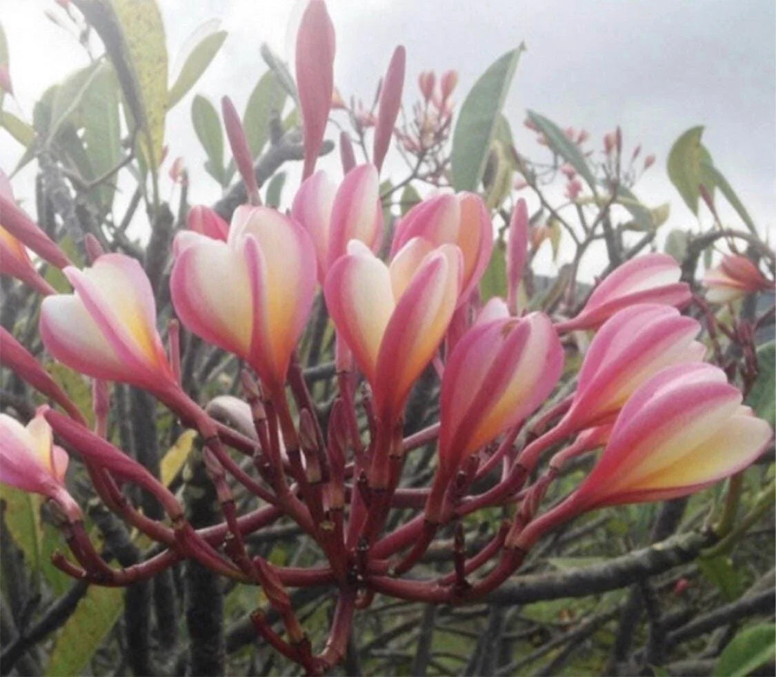 Rooted Plumeria Plant Cutting 17" Peachglow Shell Plumeria rubra