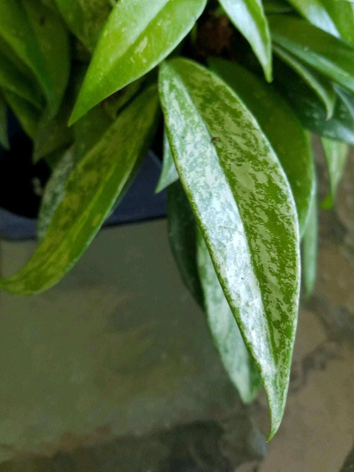 Hoya Pubicalyx Silver Splash Starter Plant - Tropical Exotic Wax Vine House Plant, Indoor Decorative Greenery