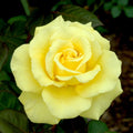 Yellow Texas Rose Cuttings (3) for Rooting - Rosa spp.