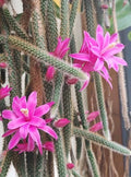 Rat Tail Cactus Cuttings 3 Fresh Aporocactus Flagelliform Succulent Pink