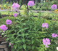 Tall Phlox Live Garden Plant - 10 Bare Root Pink Perennials (Phlox Paniculata) - Butterfly Attracting, Spring Shipping