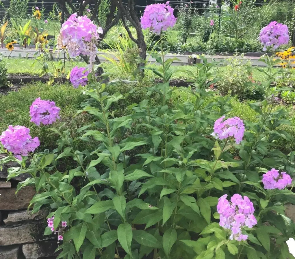 Tall Phlox Live Garden Plant - 10 Bare Root Pink Perennials (Phlox Paniculata) - Butterfly Attracting, Spring Shipping