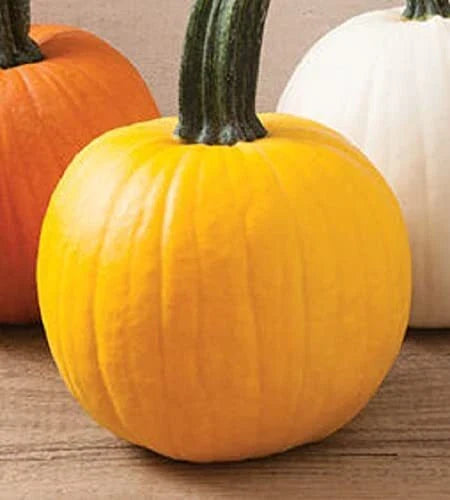 Yellow Pumpkin Seeds for Planting | 20 Rare "Sunshine" Seeds | Cucurbita pepo