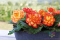 Tuberous Begonia Seeds - 25+ Pack - Garden Planting - Begonia tuberhybrida - USA