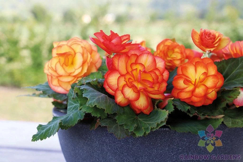 Tuberous Begonia Seeds - 25+ Pack - Garden Planting - Begonia tuberhybrida - USA
