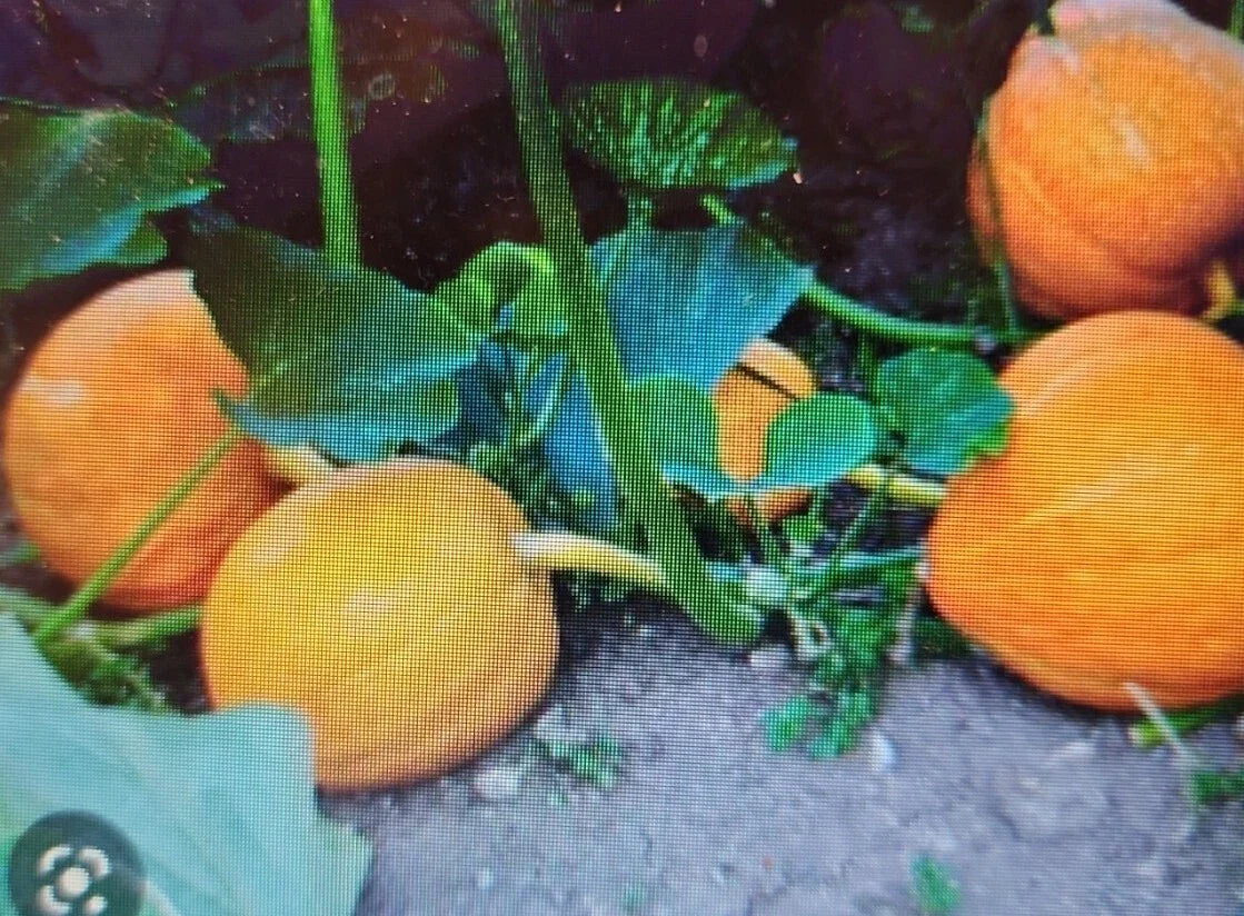 Sugar Pie Pumpkin Seeds 24 Count Non-GMO Heirloom Easy to Grow Cucurbita pepo