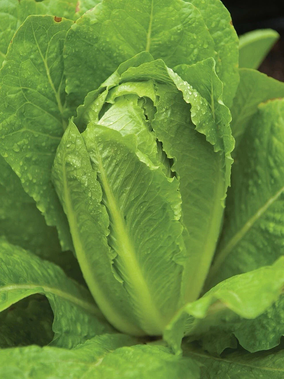 PARIS ISLAND Cos Romain Lettuce Seeds - 200+ Organic Seeds for Fresh Salad Greens - Lactuca sativa
