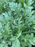 Shungiku Seeds - NON-GMO 3 Color Daisy Garland Chrysanthemum - Edible Flower Seeds (Chrysanthemum coronarium)