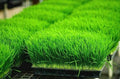 Organic Wheat Grass Seeds - 1 LB for Sprouting & Juicing - Rich in Vitamins B, C, K, Folic Acid, and Fiber