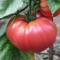 German Johnson Tomato Seeds - Heirloom Variety, Non-GMO, Gardening Essentials, Shipped with Tracking