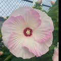 Hardy Hibiscus Seeds - Heirloom Dinner Plate - 20+ Seeds - Hibiscus moscheutos - Vibrant Flowers