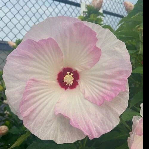 Hardy Hibiscus Seeds - Heirloom Dinner Plate - 20+ Seeds - Hibiscus moscheutos - Vibrant Flowers
