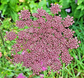 Purple and Pink Queen Anne's Lace Seeds - 100 Pack, Daucus Carota Purpura, Colorful Garden Flower Seeds