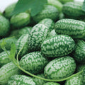 Mexican Sour Gherkin Cucumber Seeds - Non-GMO Cucamelon Mouse Melon - 1060