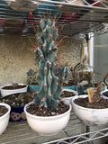 Sculptural Hardy Cereus Monstrosus Cactus - Unique Shape, No Pot or Soil