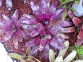 Neoregelia BOB WORK Bromeliad Plant - Medium Tropical Indoor Plant - Exotic Houseplant for Home Decor