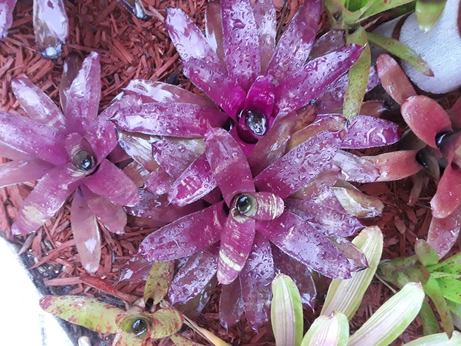 Neoregelia BOB WORK Bromeliad Plant - Medium Tropical Indoor Plant - Exotic Houseplant for Home Decor