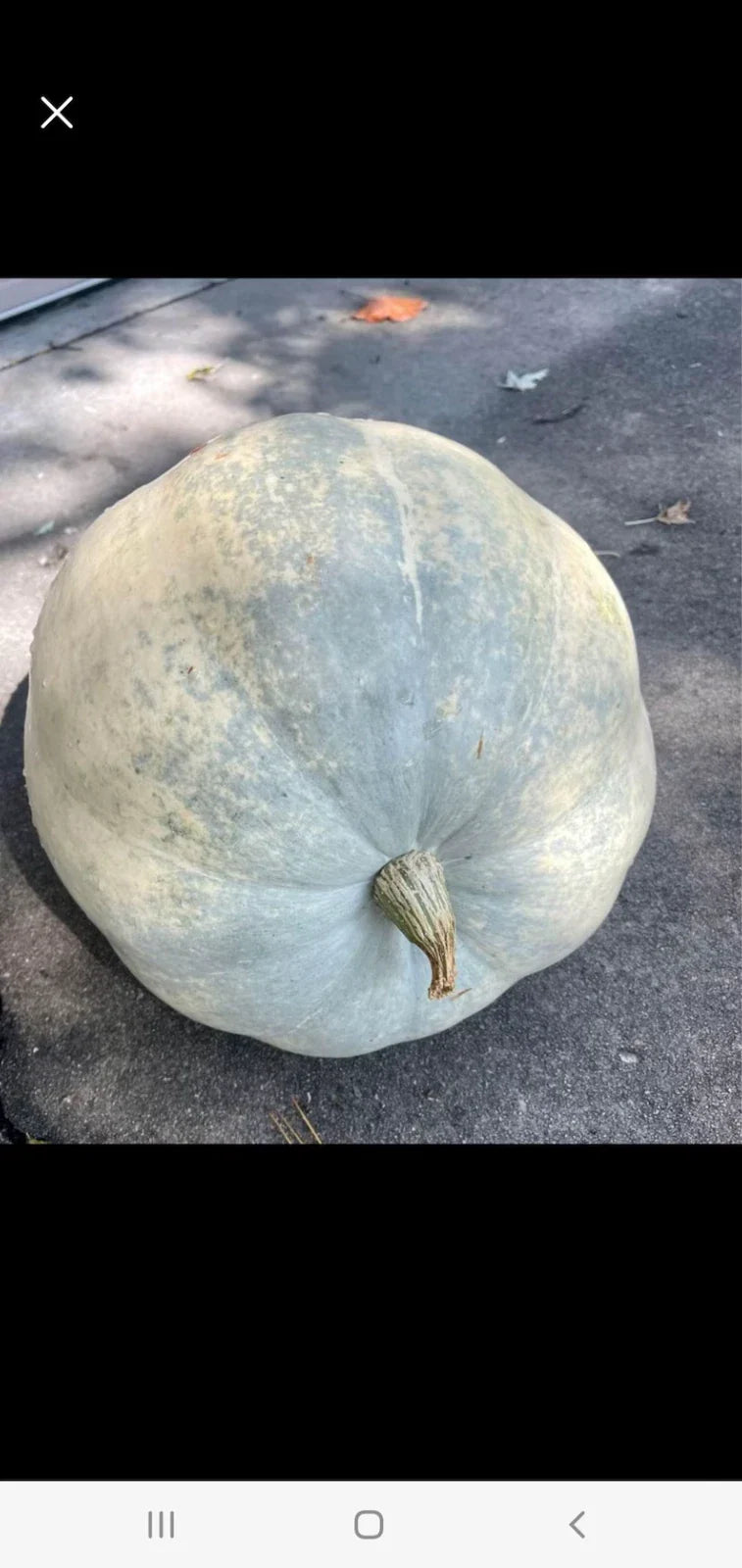 Giant Pumpkin Seeds - 10 Seafoam Blue Organic Seeds - USA Grown - Non-GMO