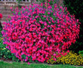 Lobelia Seeds .100 oz - Carmine Beauty Cascade - Vibrant Annual Flower Seeds - Lobelia erinus