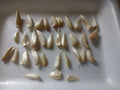 Organic Small Garlic Cloves Seeds for Planting - 30+ Hand-Harvested, Dried, Sprouted Allium Sativum