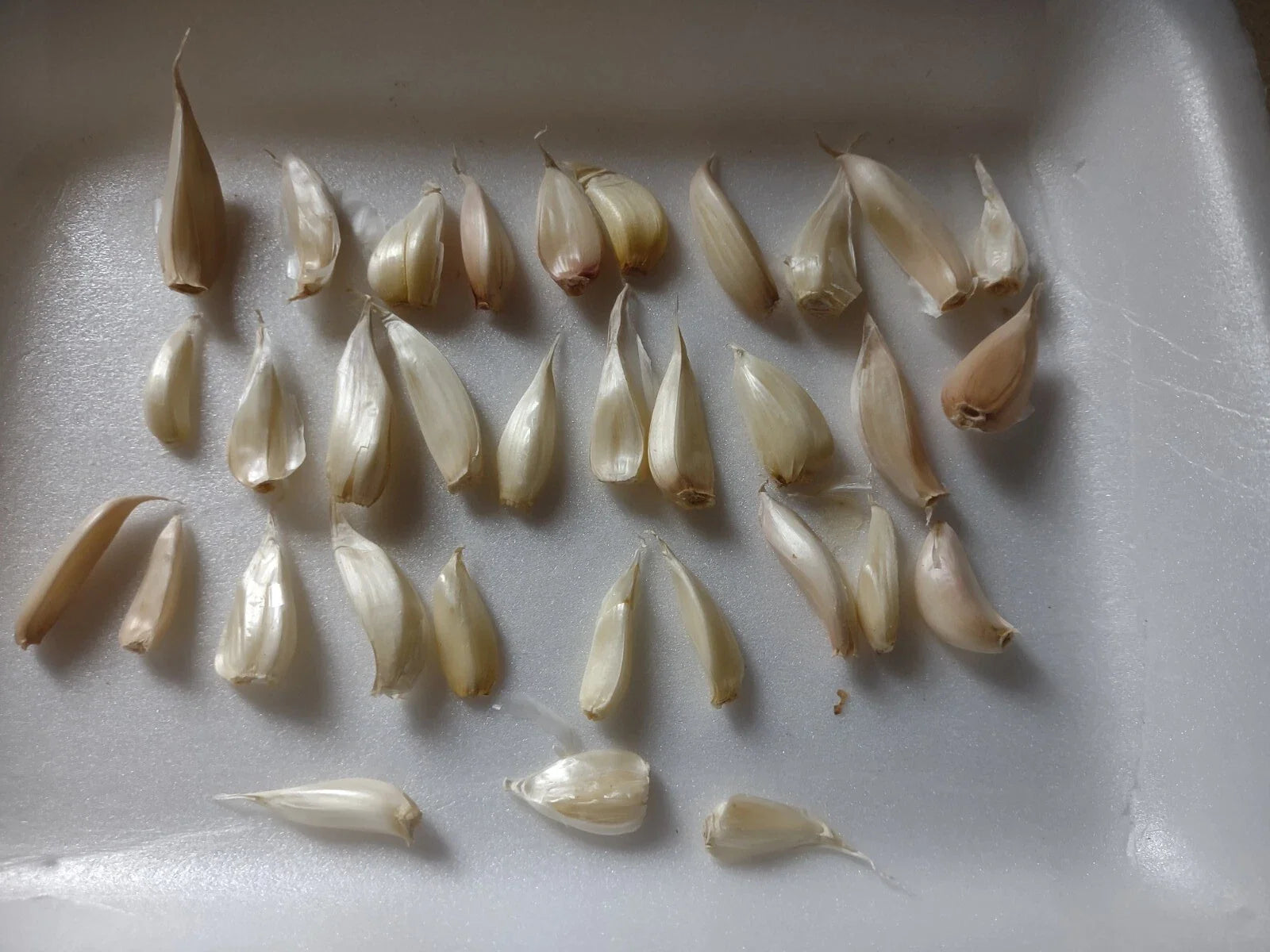 Organic Small Garlic Cloves Seeds for Planting - 30+ Hand-Harvested, Dried, Sprouted Allium Sativum
