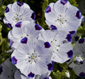 Nemophila Seeds 100 Ct - Five Spot Annual Wildflower - Free Shipping - USA Native Flower Seeds