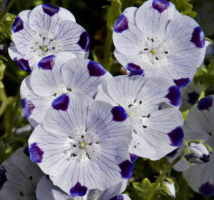 Nemophila Seeds 100 Ct - Five Spot Annual Wildflower - Free Shipping - USA Native Flower Seeds