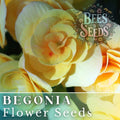 Lemon Glow Begonia Seeds - 45 or 125 Non-GMO Flower Seeds - Beautiful Begonia Maculata Variety