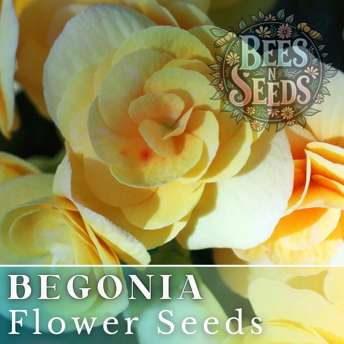 Lemon Glow Begonia Seeds - 45 or 125 Non-GMO Flower Seeds - Beautiful Begonia Maculata Variety