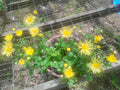 Yellow Quilled Mums Live Plant Set of 3, True Perennial, Chrysanthemum morifolium