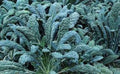 Premium Organic Heirloom Kale Seeds - Lacinato, Dinosaur Kale, Tuscan - Non-GMO, Fresh, Edible Gardening