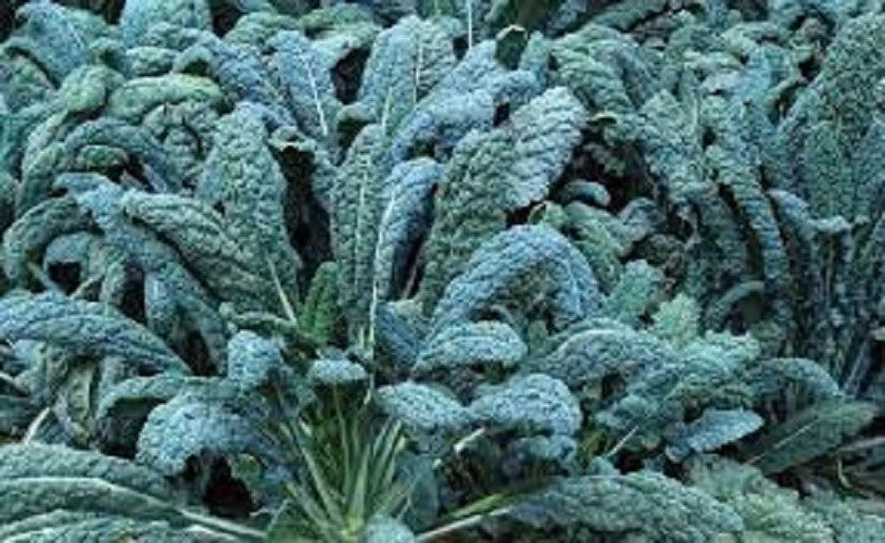 Premium Organic Heirloom Kale Seeds - Lacinato, Dinosaur Kale, Tuscan - Non-GMO, Fresh, Edible Gardening