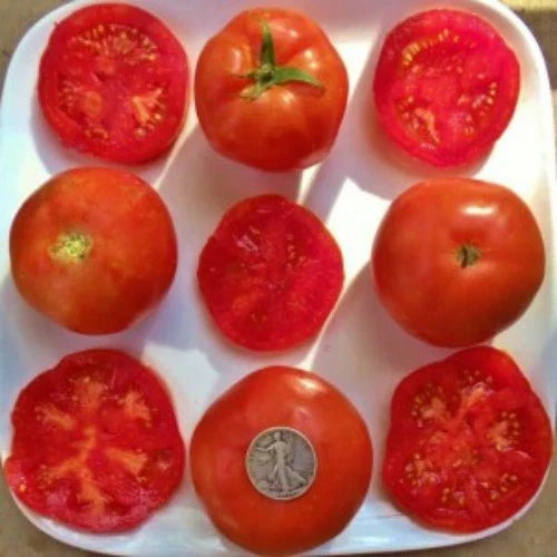 Rutgers So Delicious Tomato Seeds - 25 Fresh Seeds - Heirloom Variety (Solanum lycopersicum)