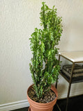Euphorbia Trigona Cuttings - Green or Red - African Milk Tree Cactus Succulent - Perfect for Indoor Plant Decor