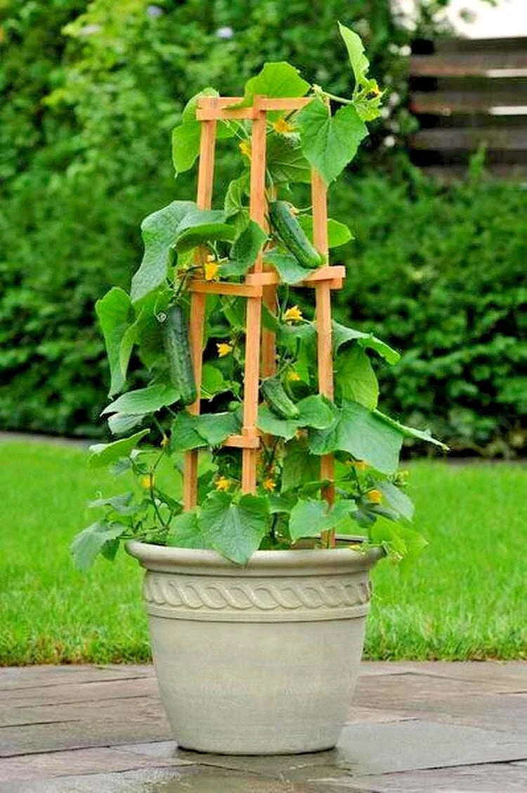 SpaceMaster Bush Cucumber Seeds - 35+ Pack for Patio, Container, Hanging Basket - Cucumis sativus