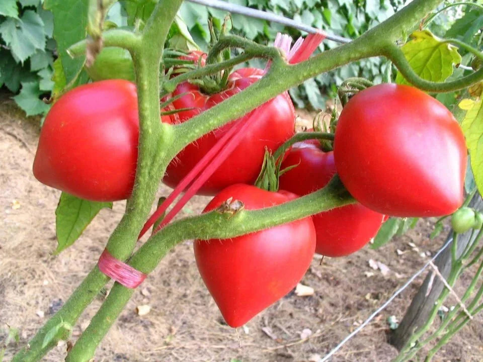 Organic Pink Oxheart Tomato Seeds - 100 Count - USA Grown - Heirloom Variety - Solanum lycopersicum