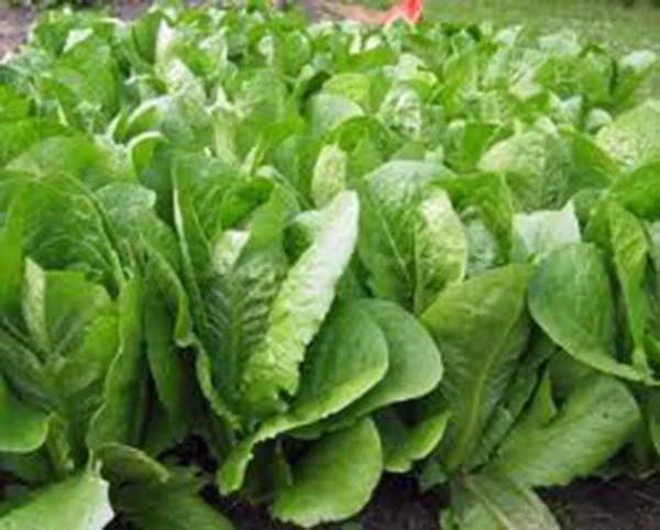 Romaine Lettuce Seeds, 500 Count, Paris Island Heirloom, Non-GMO, Organic Garden Seeds, Lactuca sativa