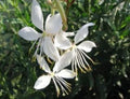 Gaura lindheimeri Seeds - 15 Fresh Wildflower Seeds for Garden Planting - Pink Gaura Blossoms
