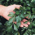 Giant of Italy Parsley Seeds - Organic Heirloom - Premium Quality - Perfect for Gardening and Culinary Use - Petroselinum crispum