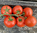 Fresh Serrat Cluster Tomato Seeds - 25 Quality Newly Harvested Seeds - Solanum lycopersicum